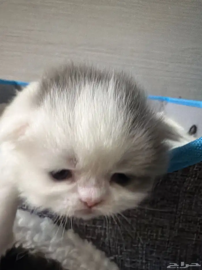 للحجز قطط سكوتش ذكر و انثى 4