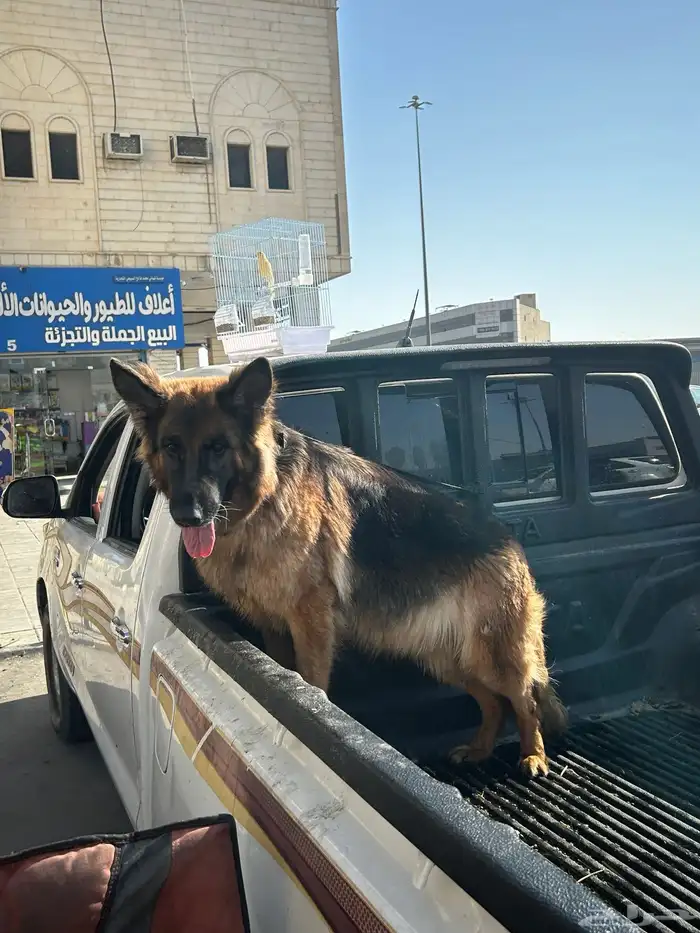 جيرمن شولاين حراسه 2