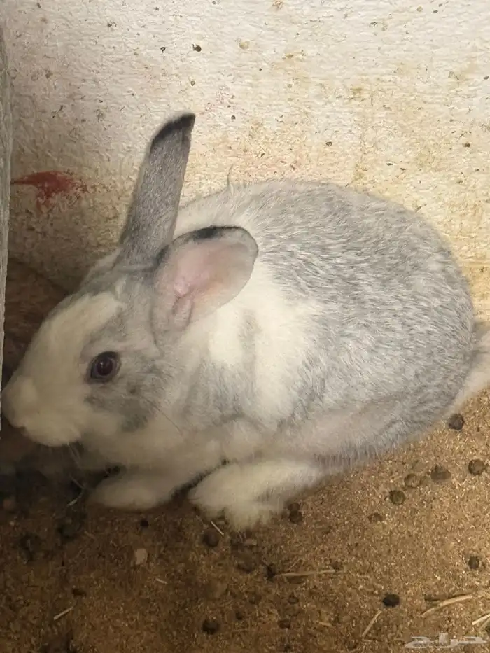 ارانب منتجه للبيع 1