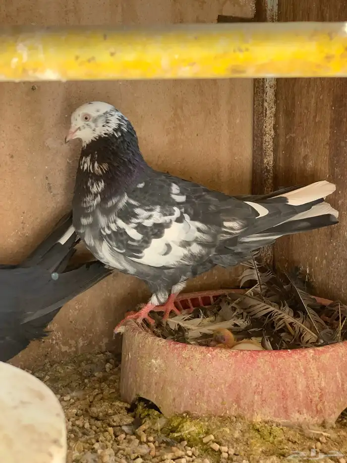 حمام قطايف 31