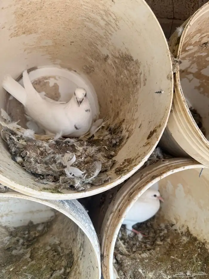 حمام فرنسي ودجاج بلد وبط 7