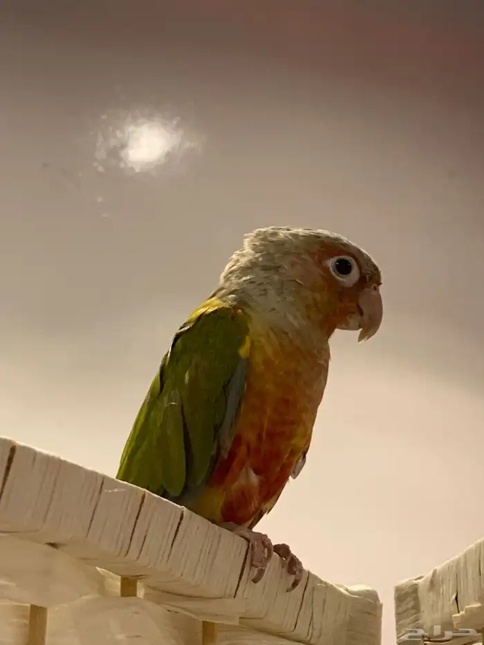 كنيور اناناس اليف ( تم البيع ) 4