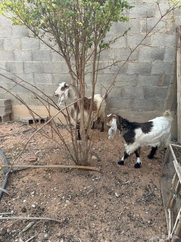 عنز رباع حدرها عناق الزلفي 4