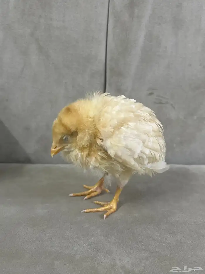 صوص صغير فرخ للحين 1