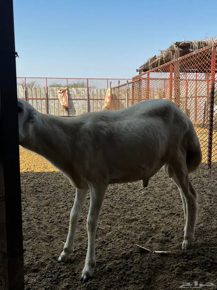 كبش بلدي 1