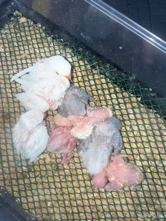 فروخ روز غار 0