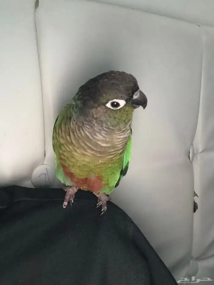 انثى كنيور قرن شيك انثى اليفه مره جاهزه للءنتاج هدد داخلي 5