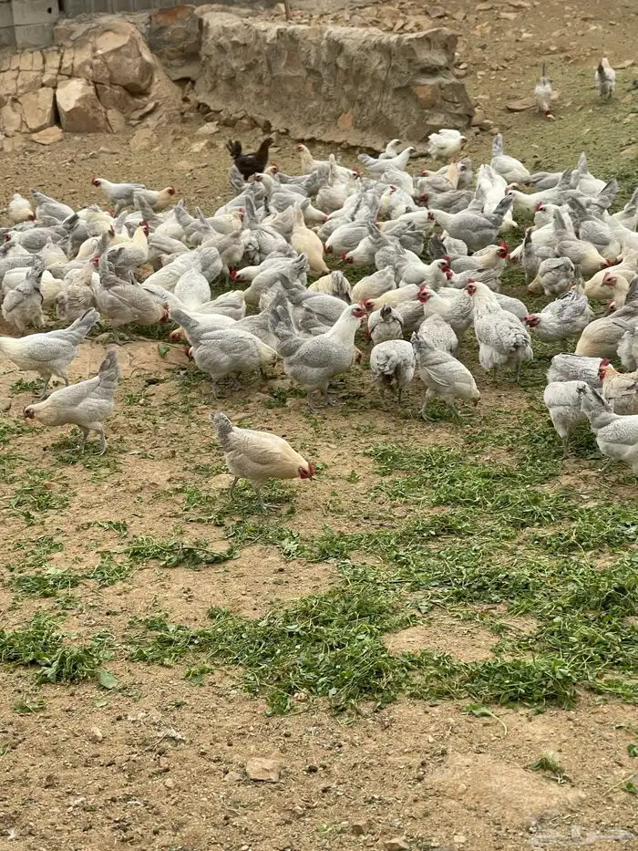 دجاج فيومي المنيوم وقولد 4