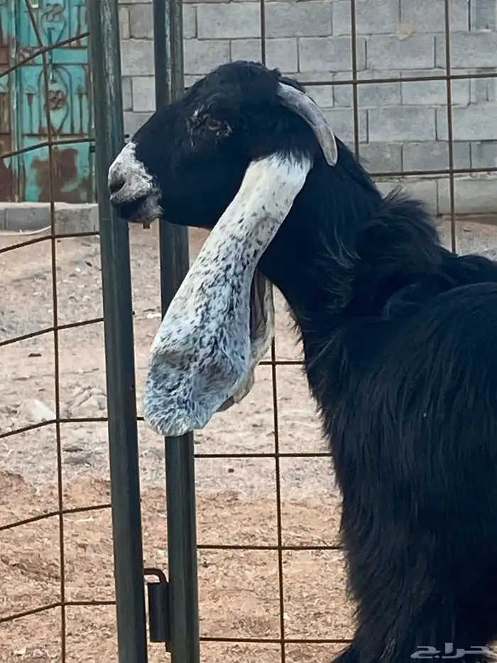 معزا عوارض جفار صنف تمم البيع 10