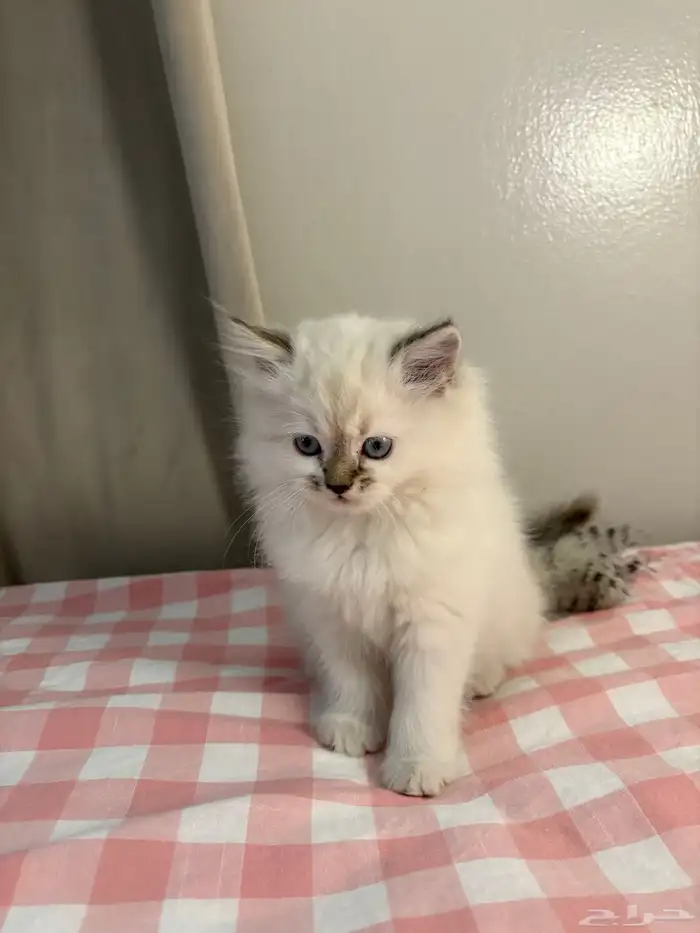 قطة شيرازي - همالايا - أنثى للبيع 2