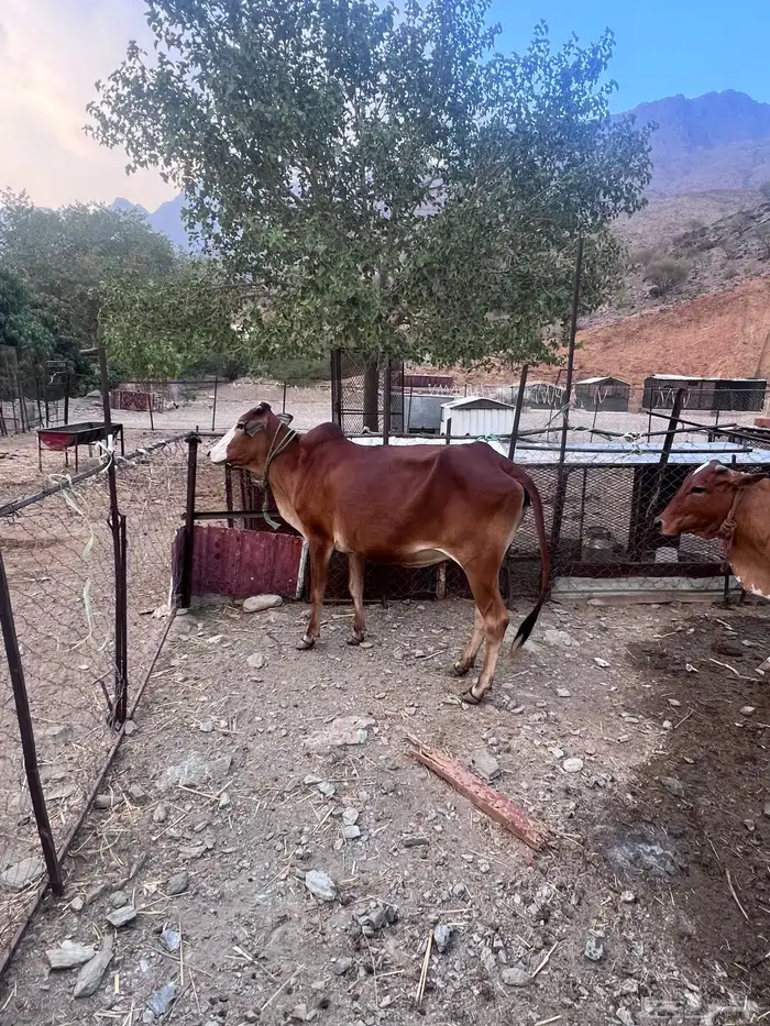 بقر دفيع للبيع 4