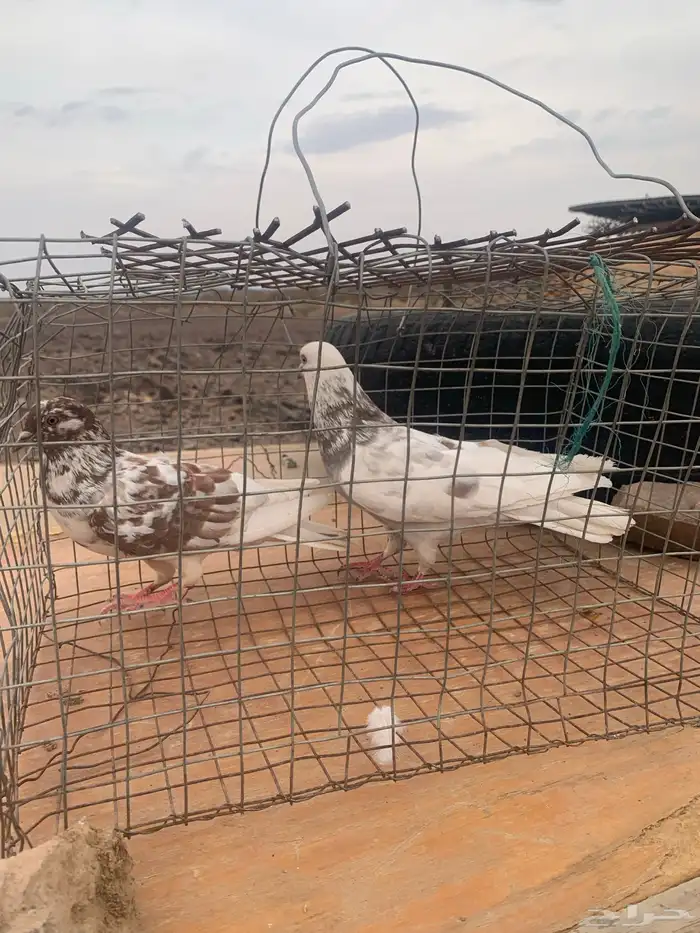 زوج حمام بلدي منتج 2