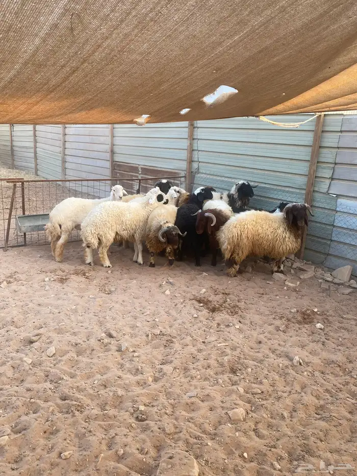 جذعان نعيم وحري 4