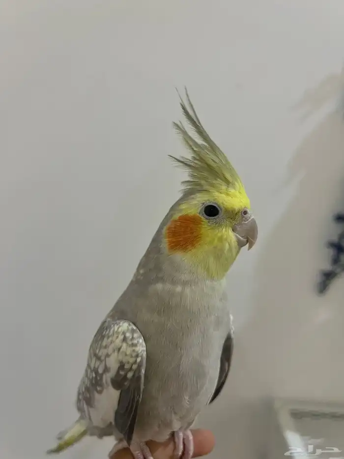 طائر كوكتيل فراشة اليف للبيع 1