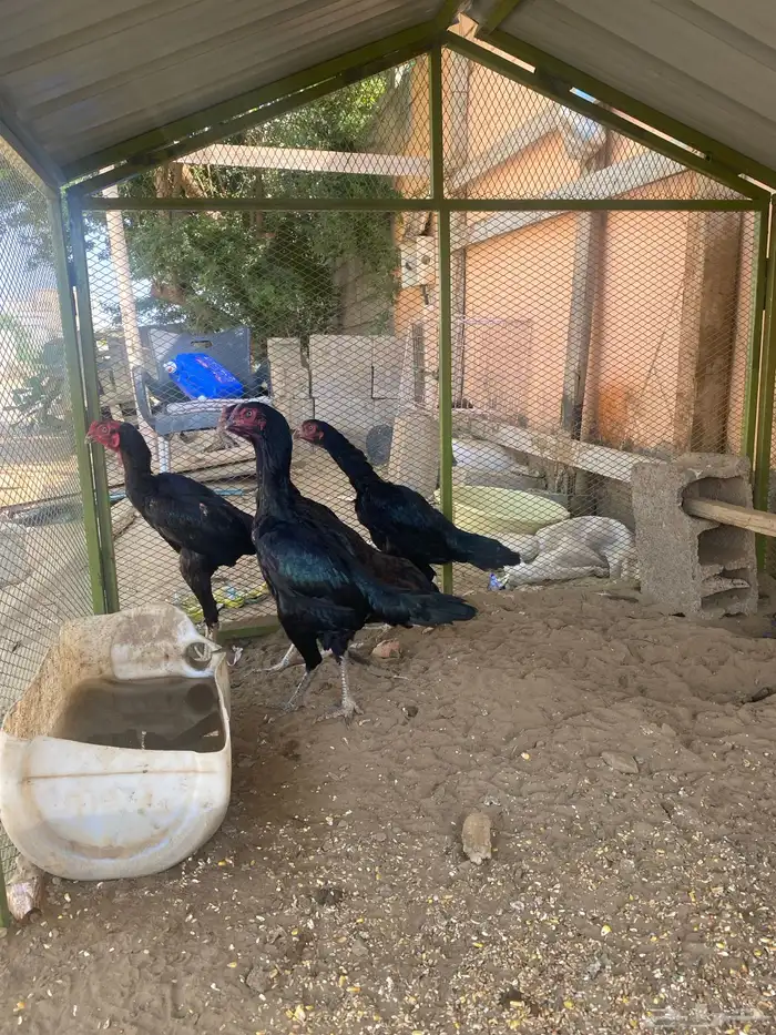 شامو الماني 0