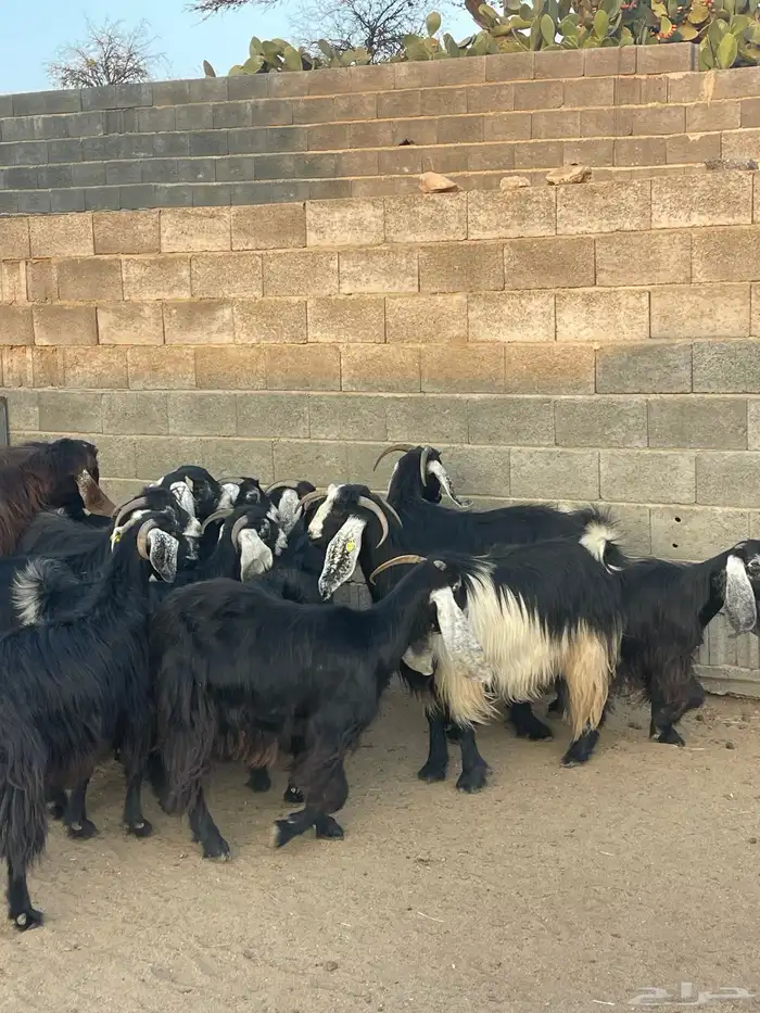 ضان دفع بفحلها معزا ذري بفحلها للبيع 3