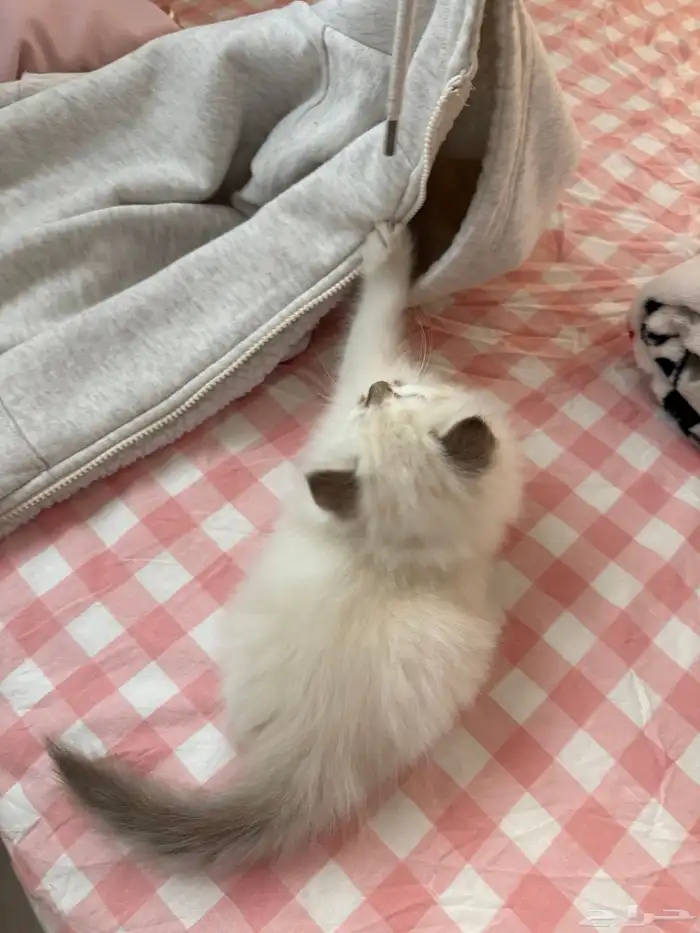 قطة شيرازي - همالايا - أنثى للبيع 4