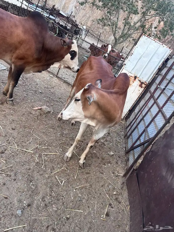 بقر دفيع للبيع 12