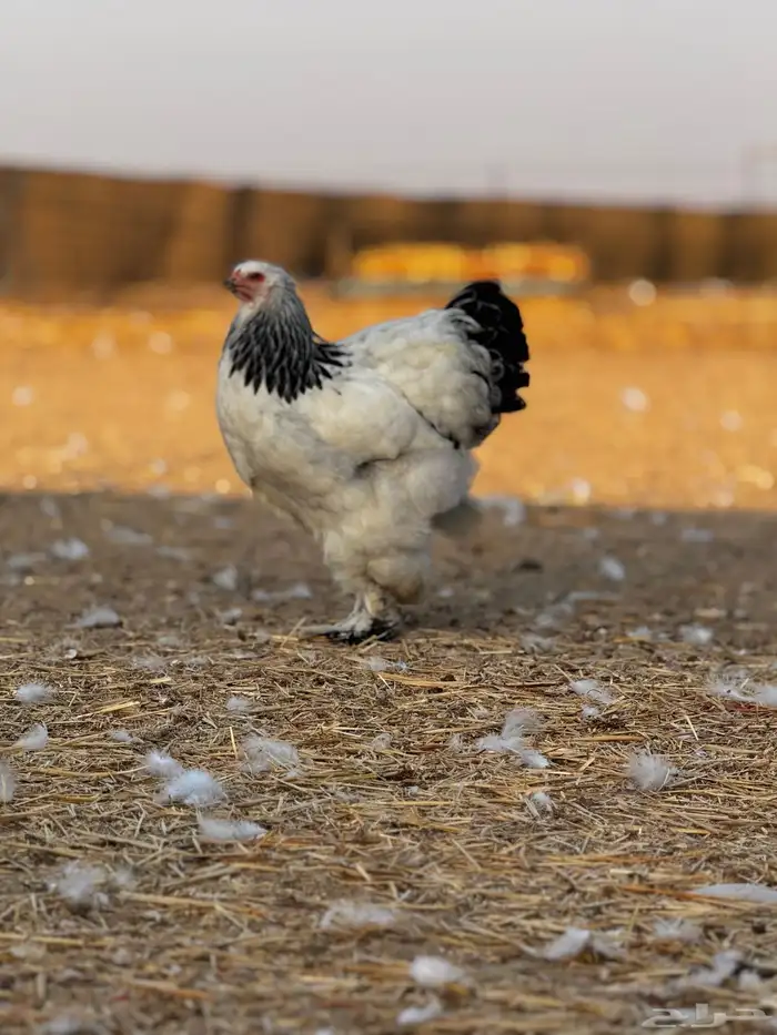 براهما كولمبي لايت بياض   سلالة كونك 1