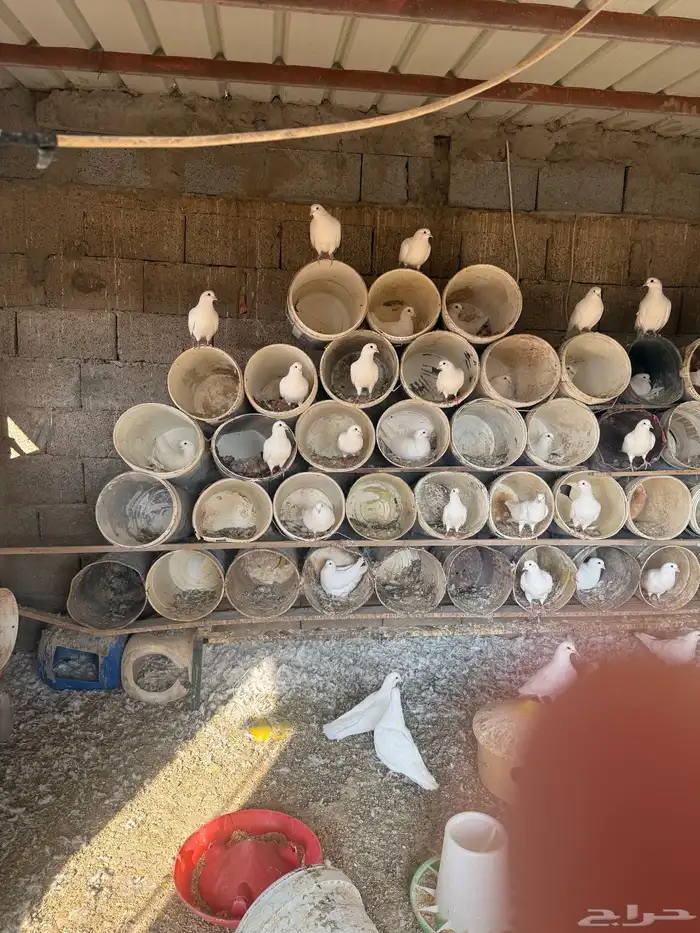 حمام فرنسي ودجاج بلد وبط 13