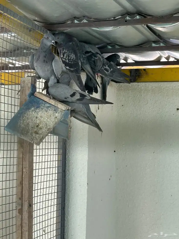 حمام ولع للصقور 2