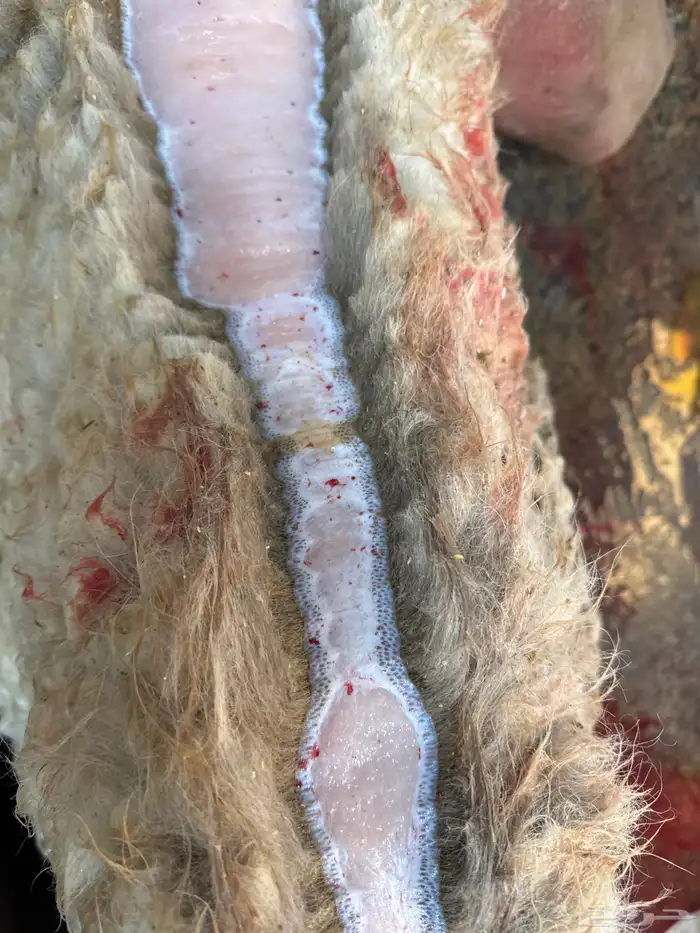 لباني شرط بلدي والطعم تحدي عمره(5)شهر 1