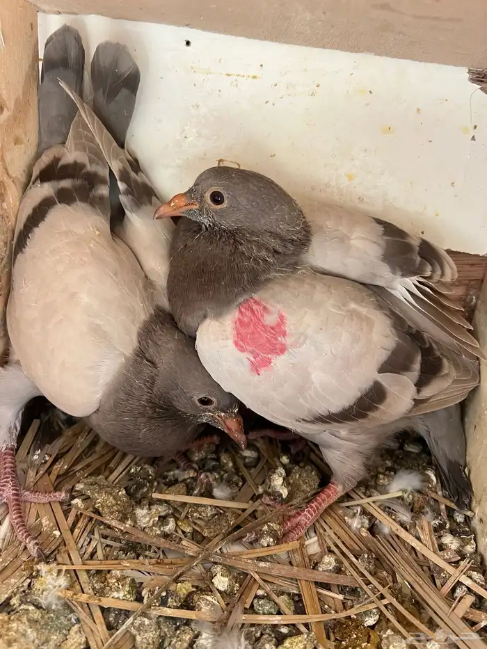 فروخ حمام فرنسي سلفر جامبو 3