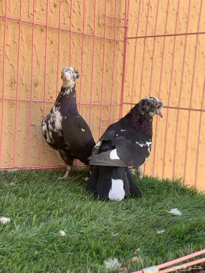 حمام قطايف 22