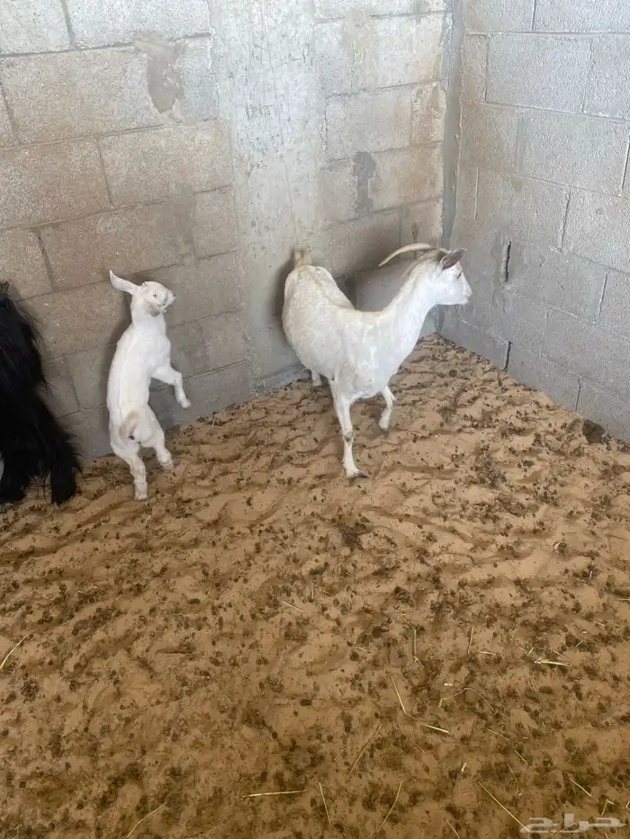 عنز جنوبيه 1