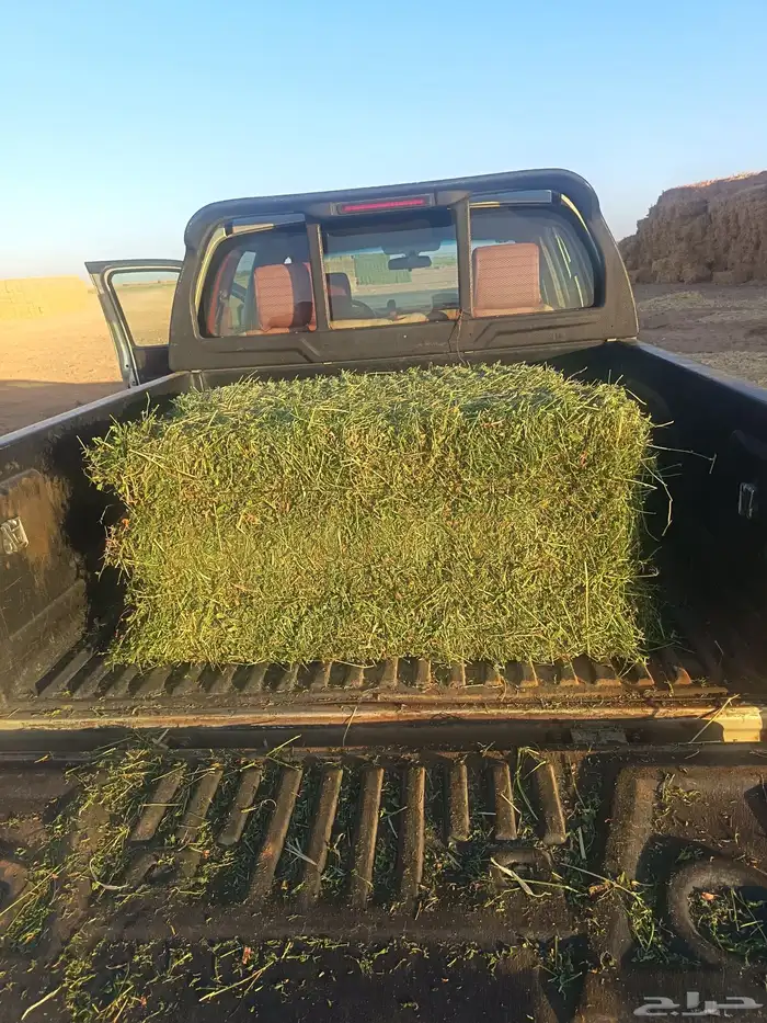 برسيم صافي شد شركة 1