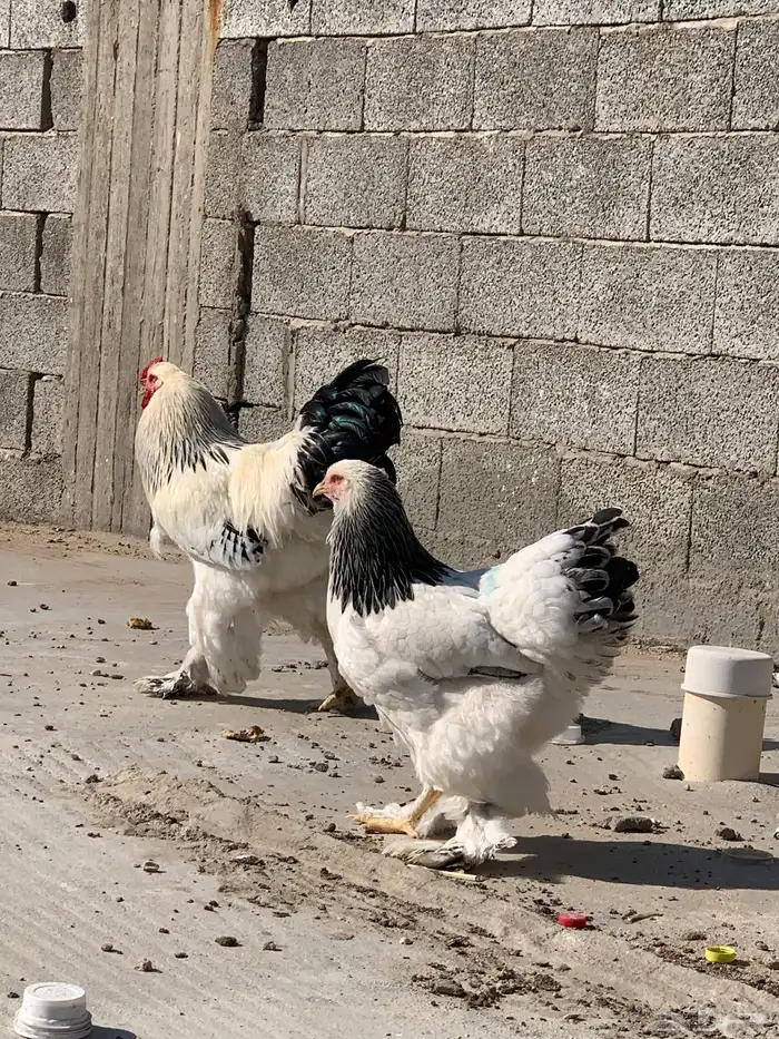 دجاج براهما دمه صافي 5