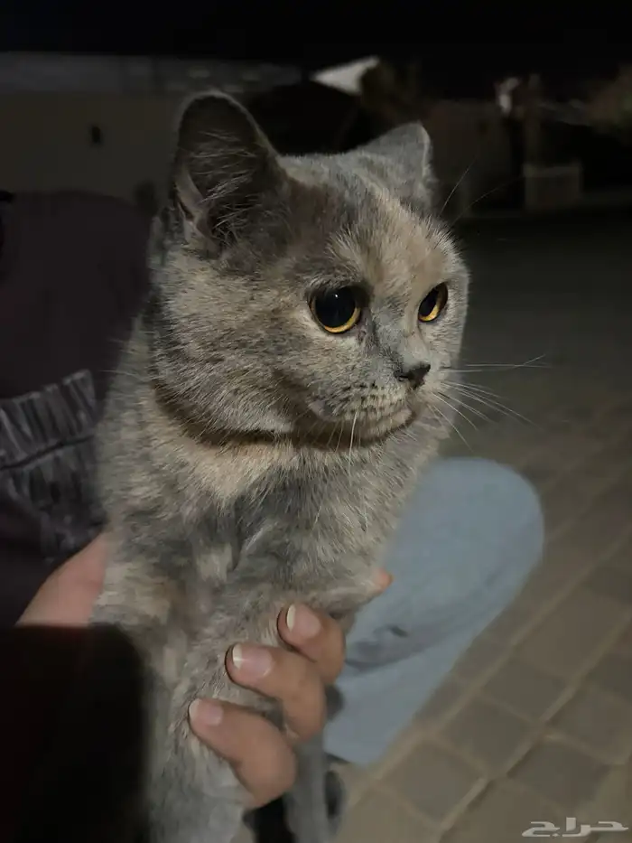 قطوه للتبني انثى   ماعرف كم عمرها لقيتها بالشارع 0