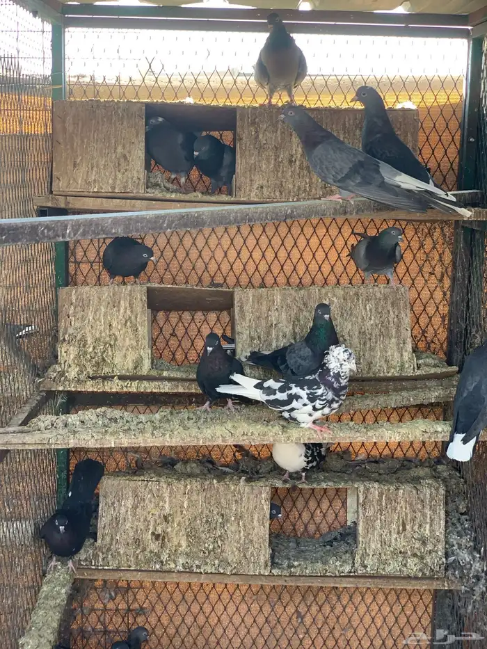 حمام قطايف 13