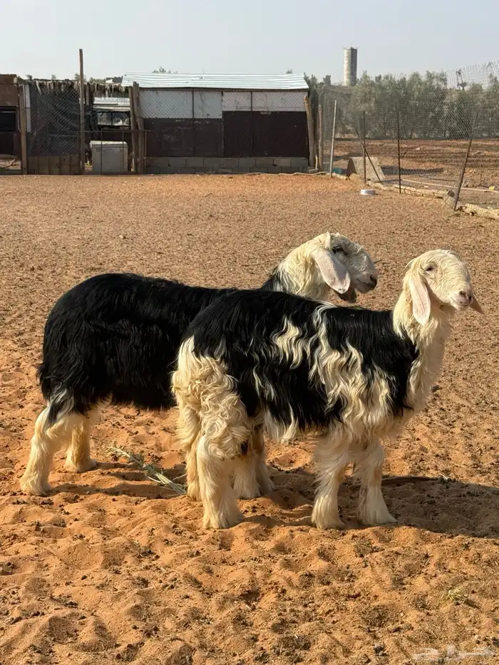 نجد ( رخال ) 2