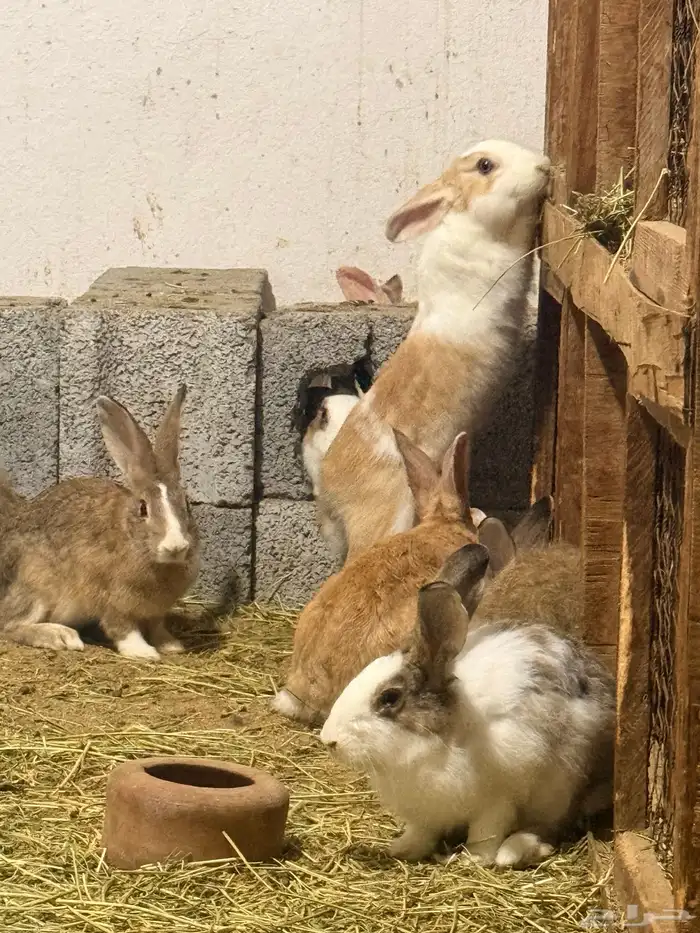 ارانب منتجه للبيع 6