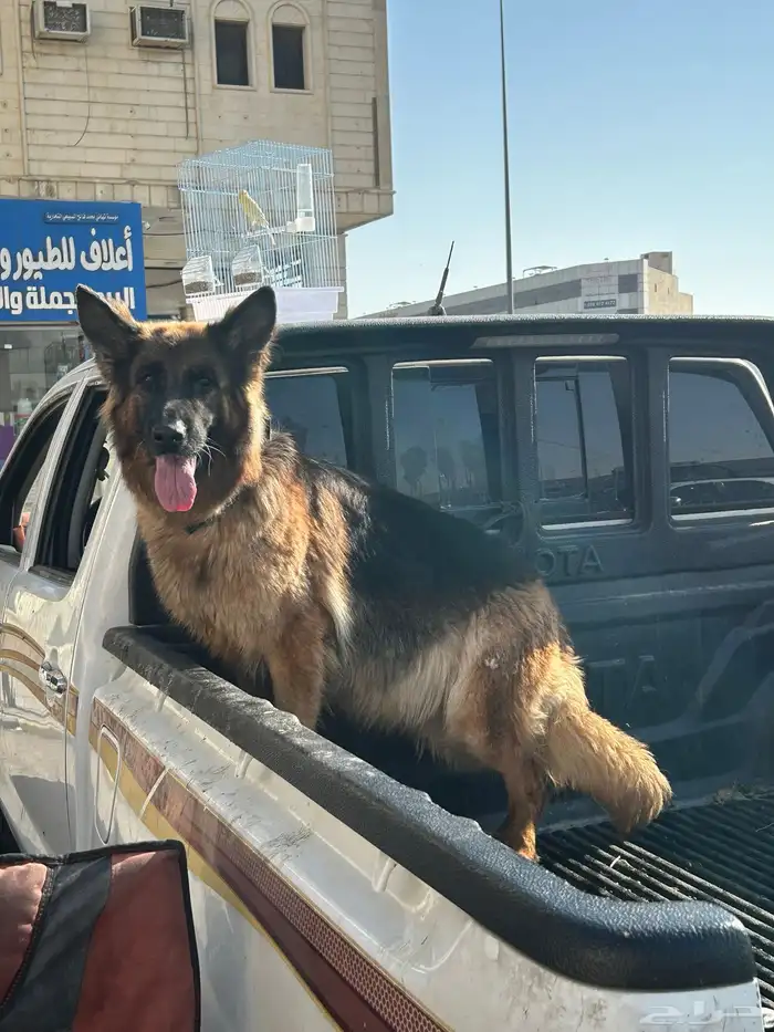 جيرمن شولاين حراسه 4