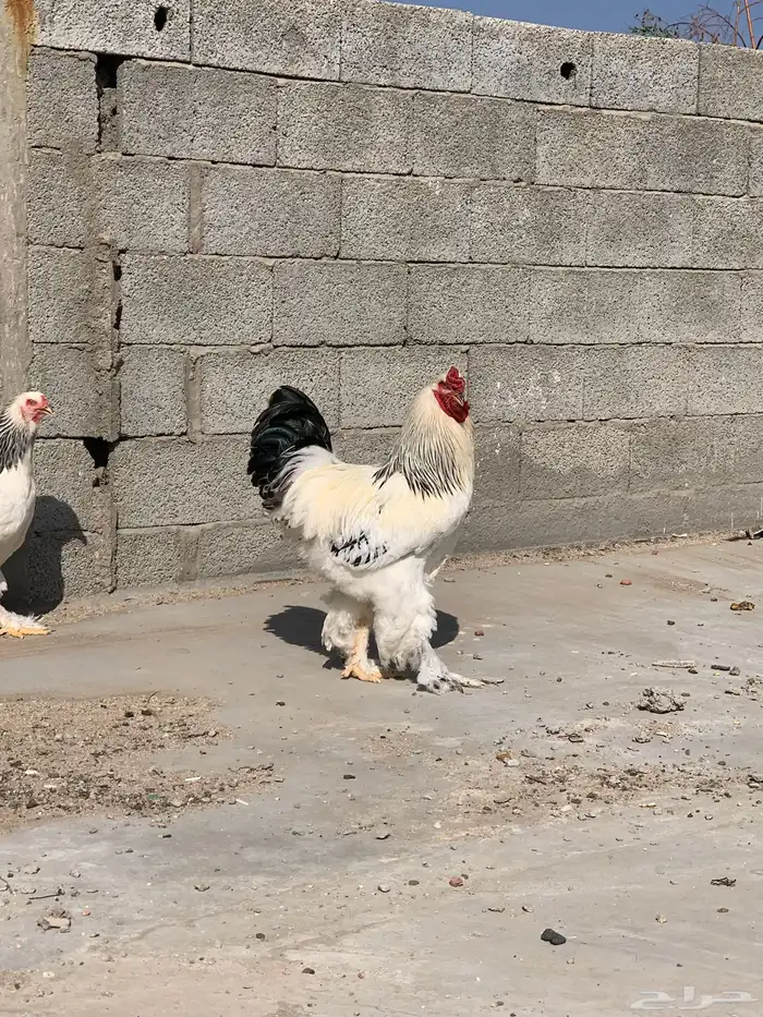 دجاج براهما دمه صافي 1