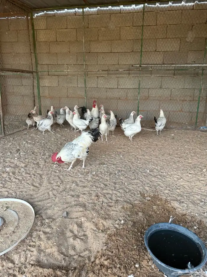 دجاج فرنسي كلومبي 0