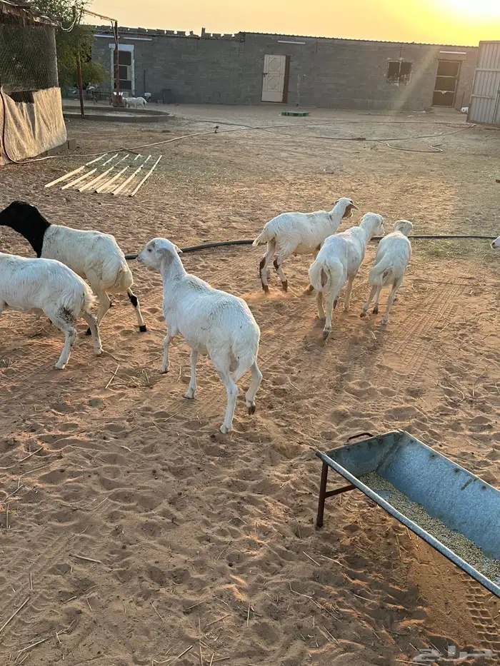 طليان جذعان نوع رفيدي 4