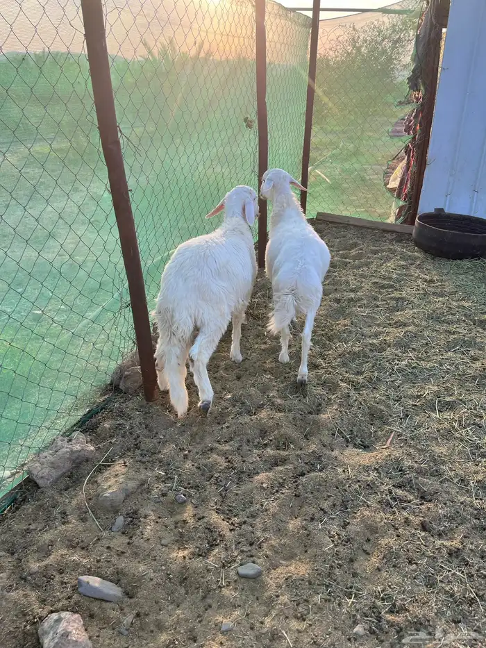 للبيع طليان جذعان 8