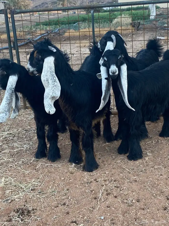 معزا عوارض جفار صنف تمم البيع 2