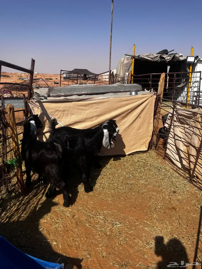 للبيع ثلاث جفرات شكر على حد الغلاق 5