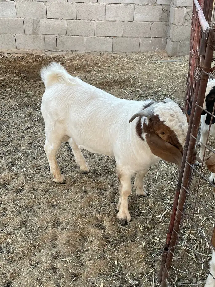 تيس بورقوت بيور اصل 2