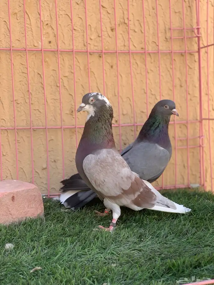 حمام قطايف 8