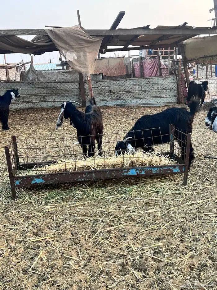 جفرات عوارض كايفه 7