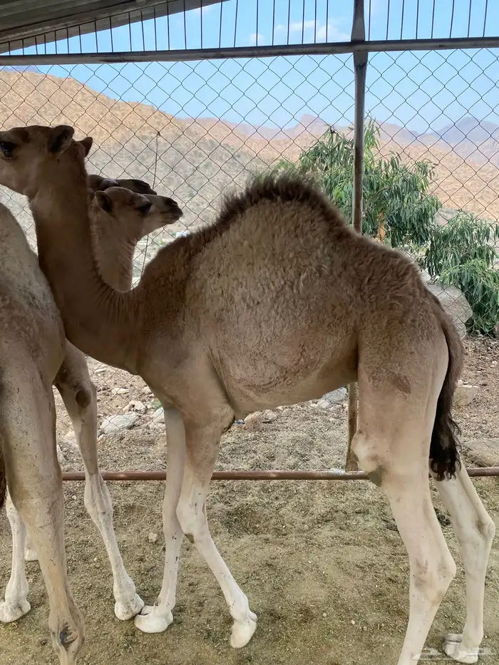 قعود وبكره للبيع 4