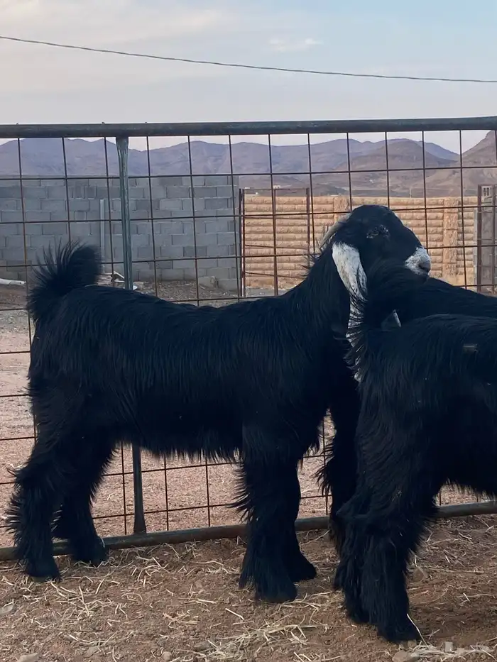 معزا عوارض جفار صنف تمم البيع 12