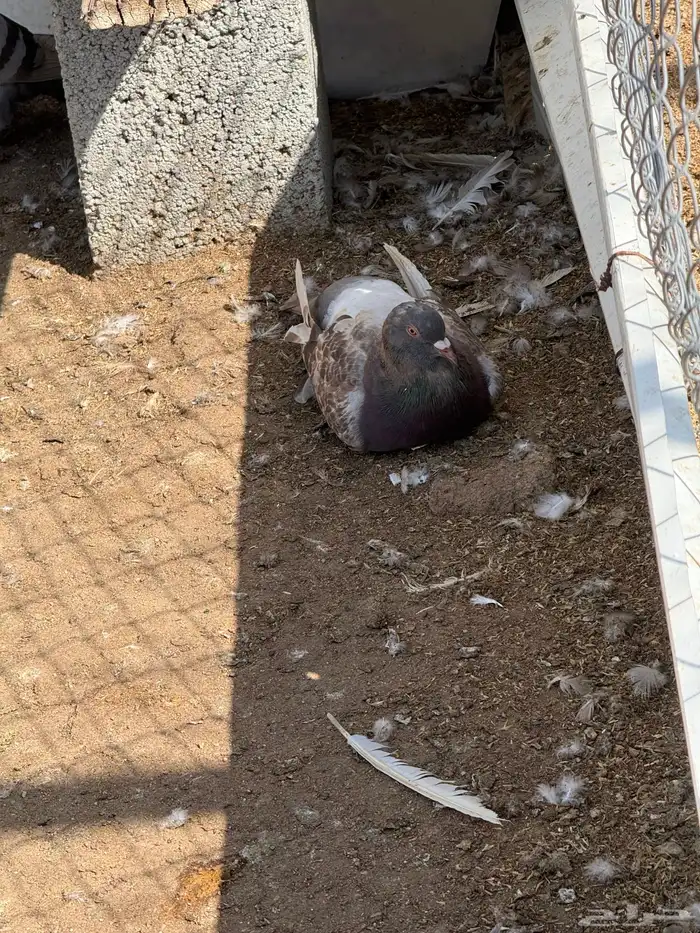 حمام فرنسي سلفر 2