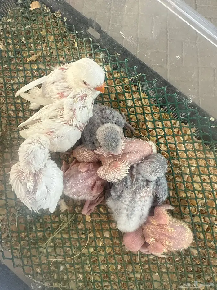 فروخ روز غار 1