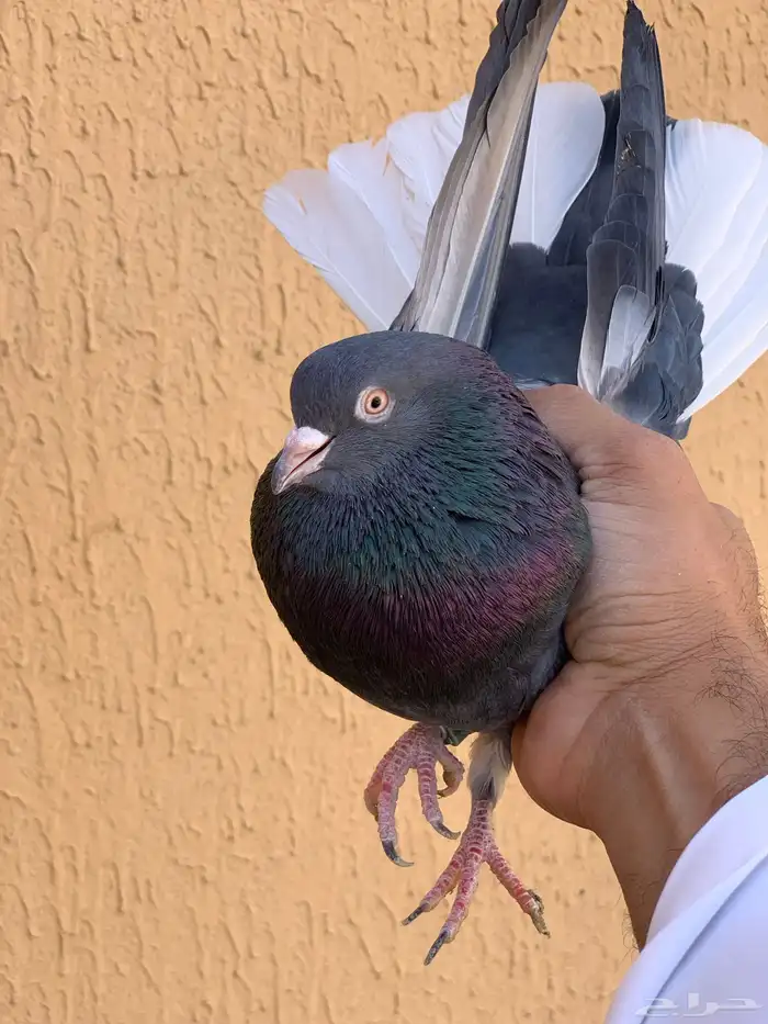 حمام قطايف 5